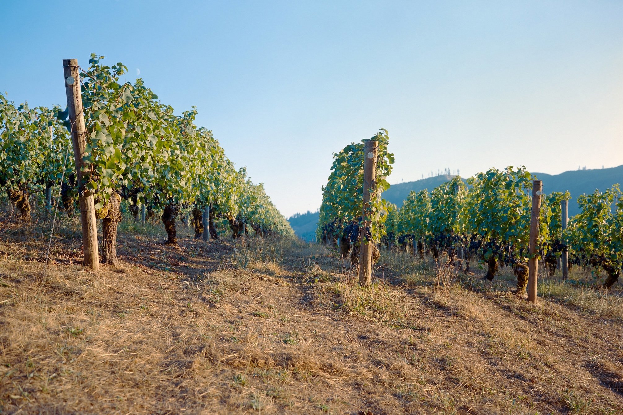 Vineyard in the countryside with rows of grapevines supported by wooden poles, dry ground, and hills in the background under a clear blue sky.