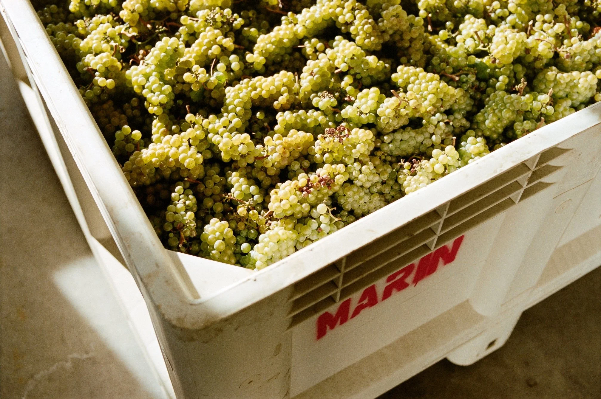 A white plastic crate filled with freshly harvested Chardonnay grapes from Marin Estate vineyard.