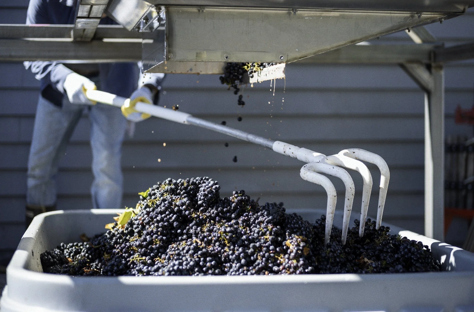 Workers harvest grapes using a mechanical grape handharvester.