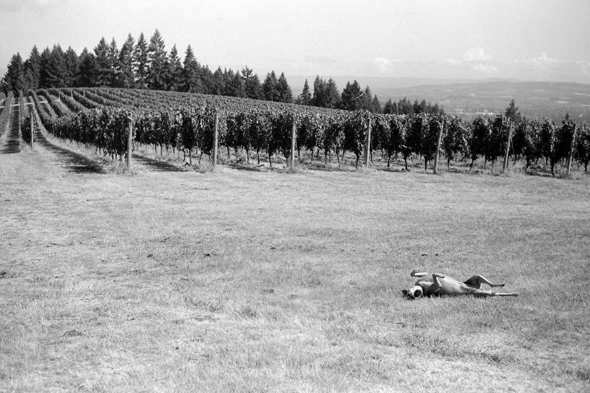 A dog lying on its back on a grassy field with vineyard rows and trees in the background.
