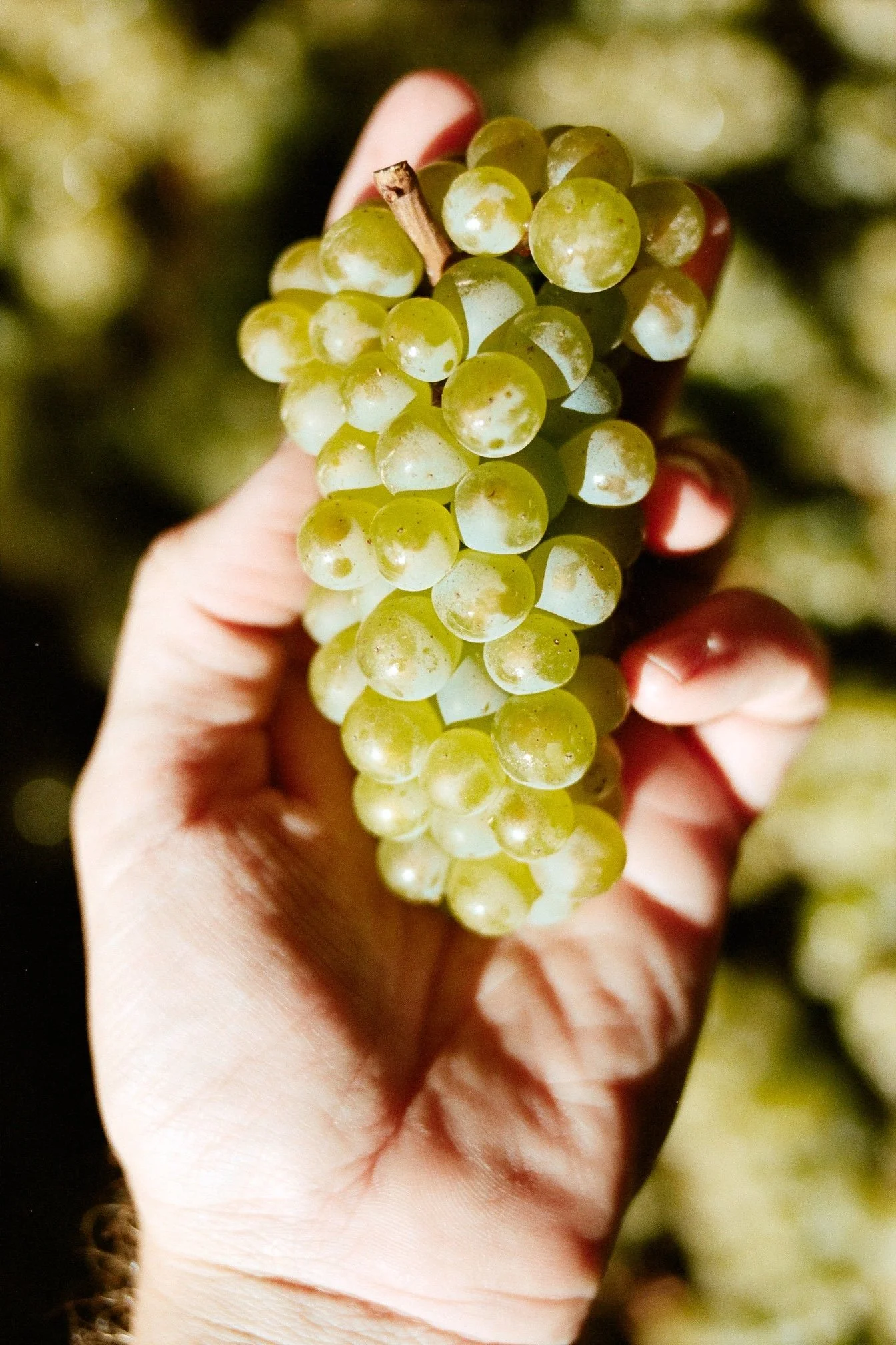 A person's hand holding a bunch of Chardonnay grapes with a blurry background.