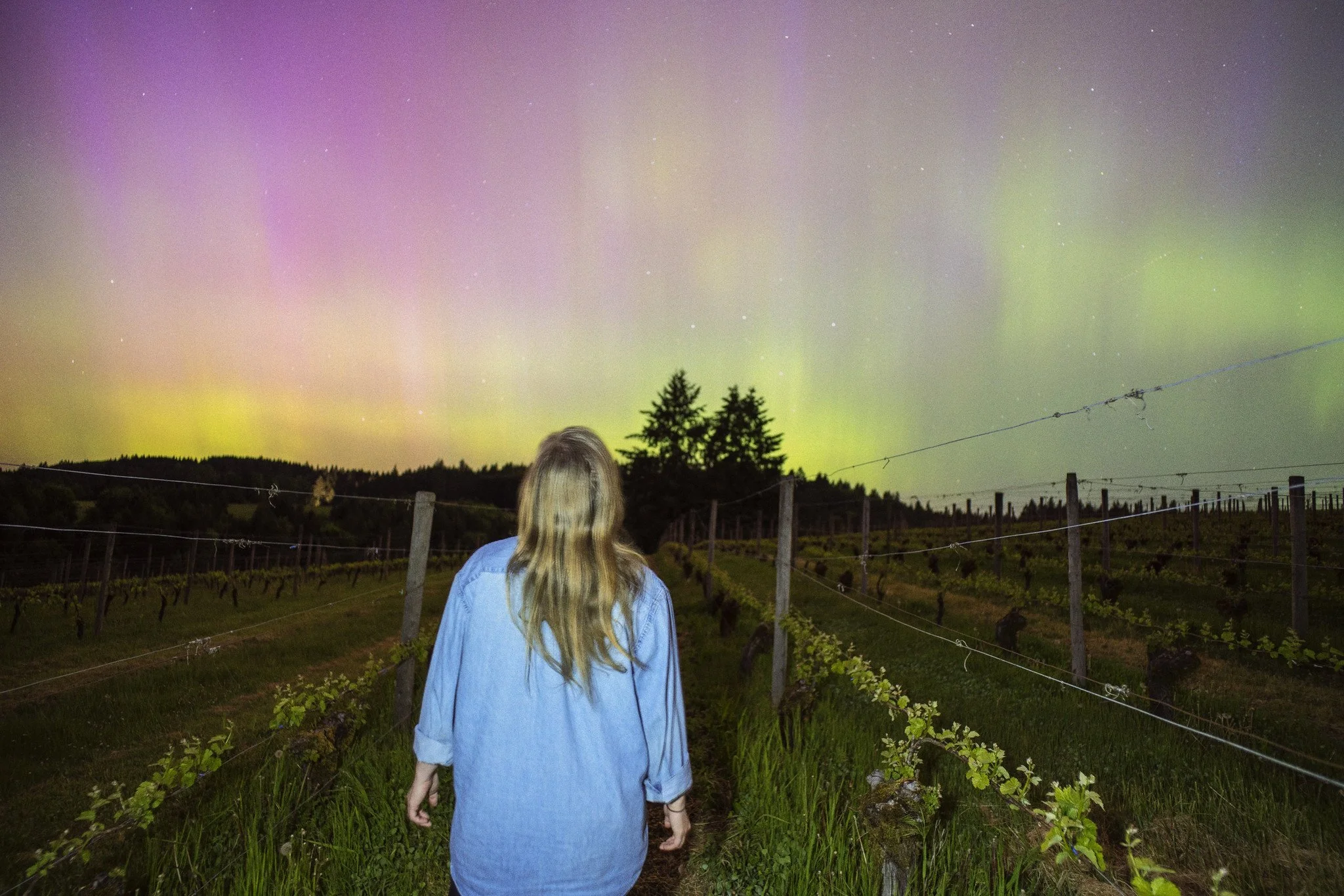 A person with long blonde hair wearing a blue shirt, walking through a vineyard at night under the colorful northern lights.