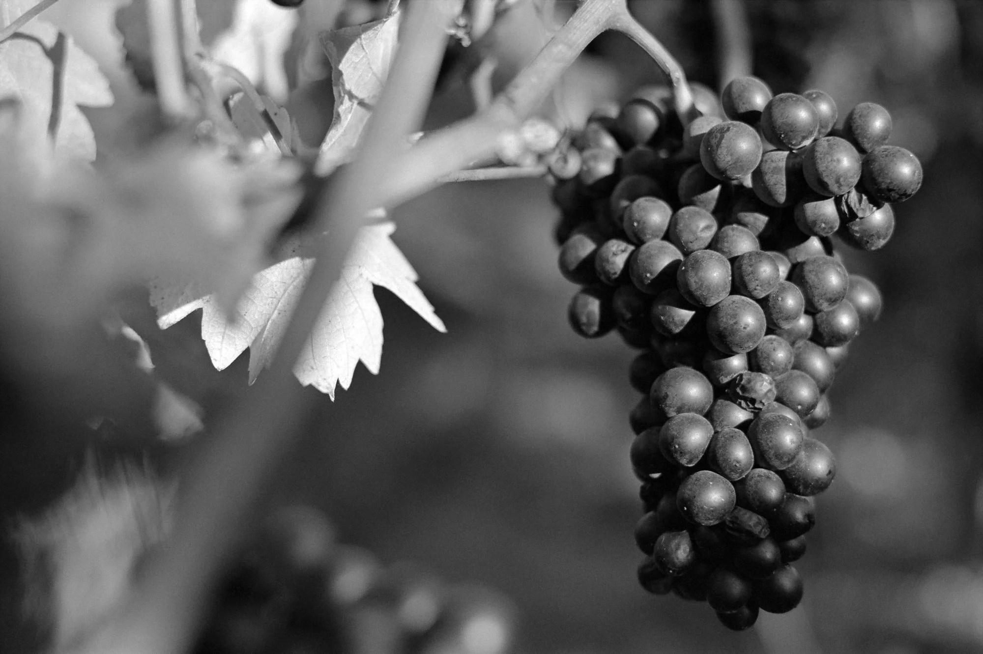A close-up black and white photo of a bunch of grapes hanging on a vine with leaves nearby.