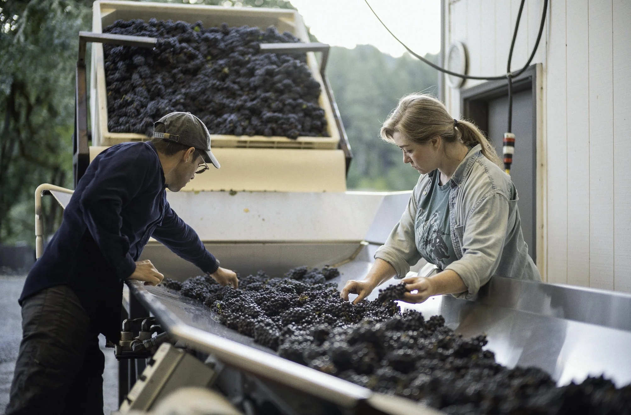 Two people sorting freshly harvested black grapes in a winery or vineyard.