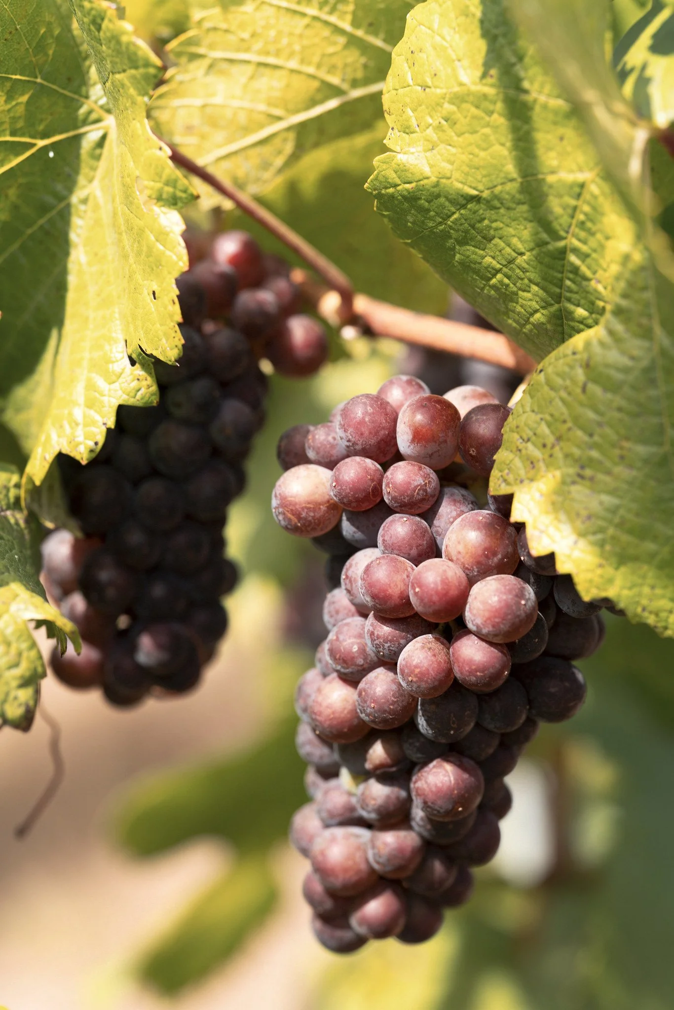 Close-up of a bunch of ripe red grapes hanging from a vine, surrounded by green leaves.