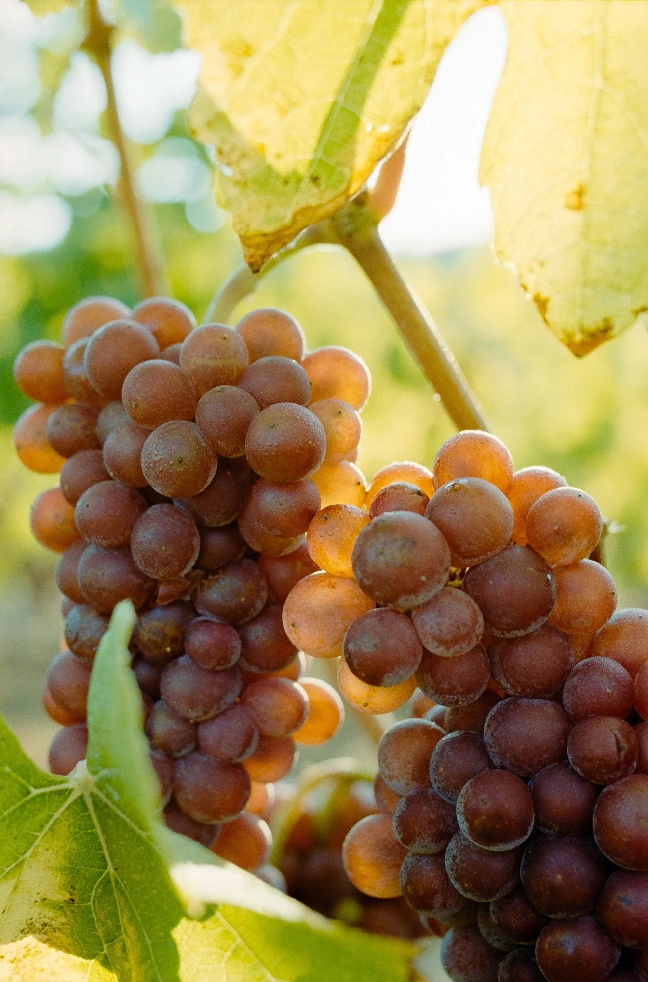 Close-up of ripe green grapes hanging on a vine with green leaves in sunlight.