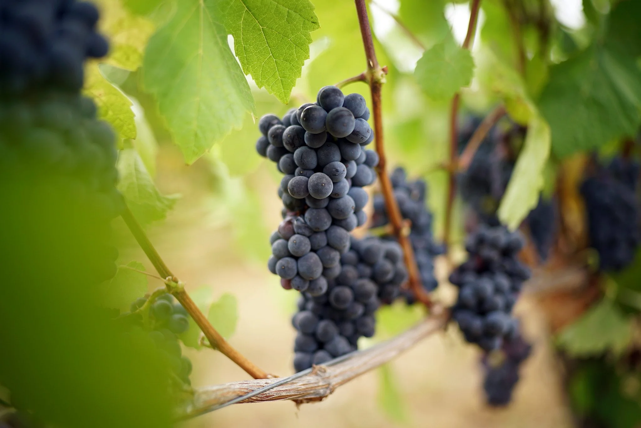 Close-up of a bunch of pinot noir grapes hanging from a vine among green leaves in a vineyard.