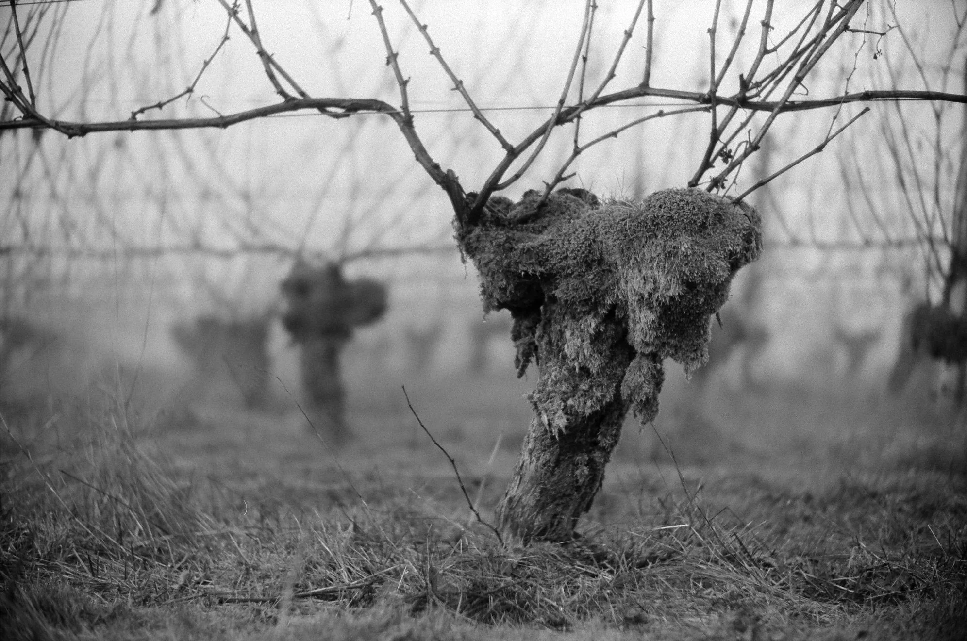 A close-up of a gnarled vine with mossy trunk and bare branches in a foggy vineyard, black and white photo.