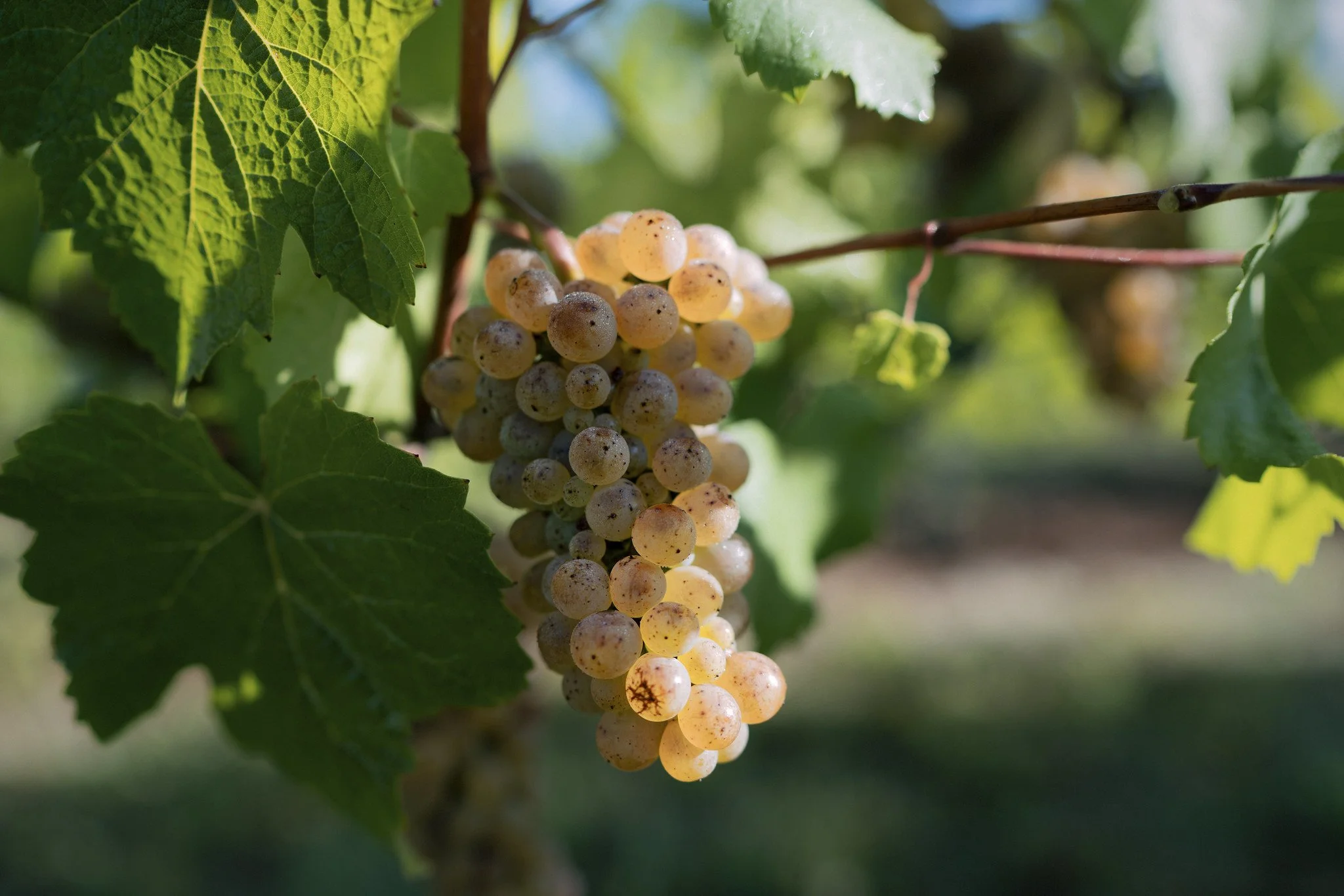 Close-up of a bunch of white grapes hanging from a vine, surrounded by green leaves.