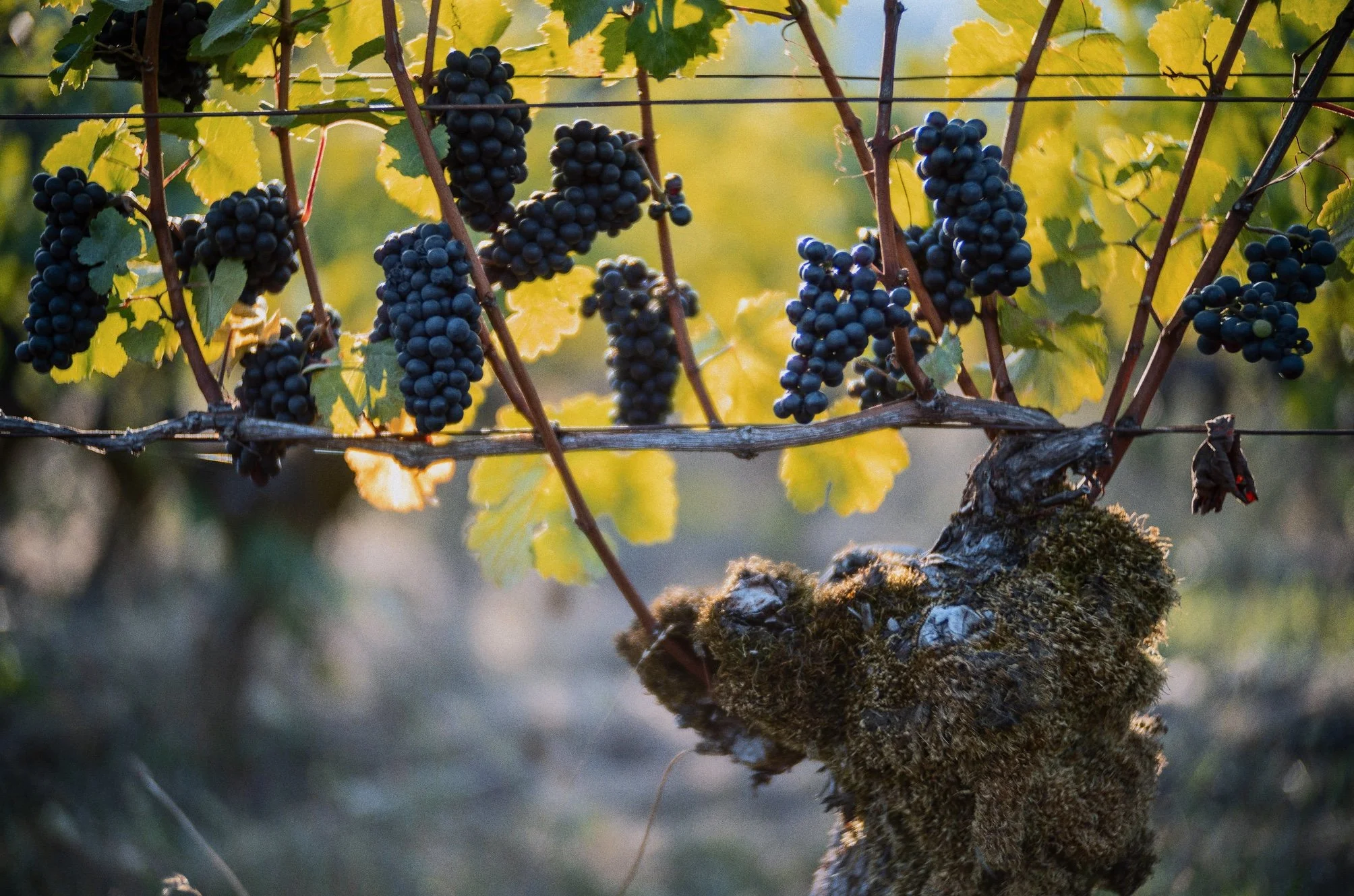 Close-up of a grapevine with bunches of dark purple grapes hanging from the vine and green leaves in the background.