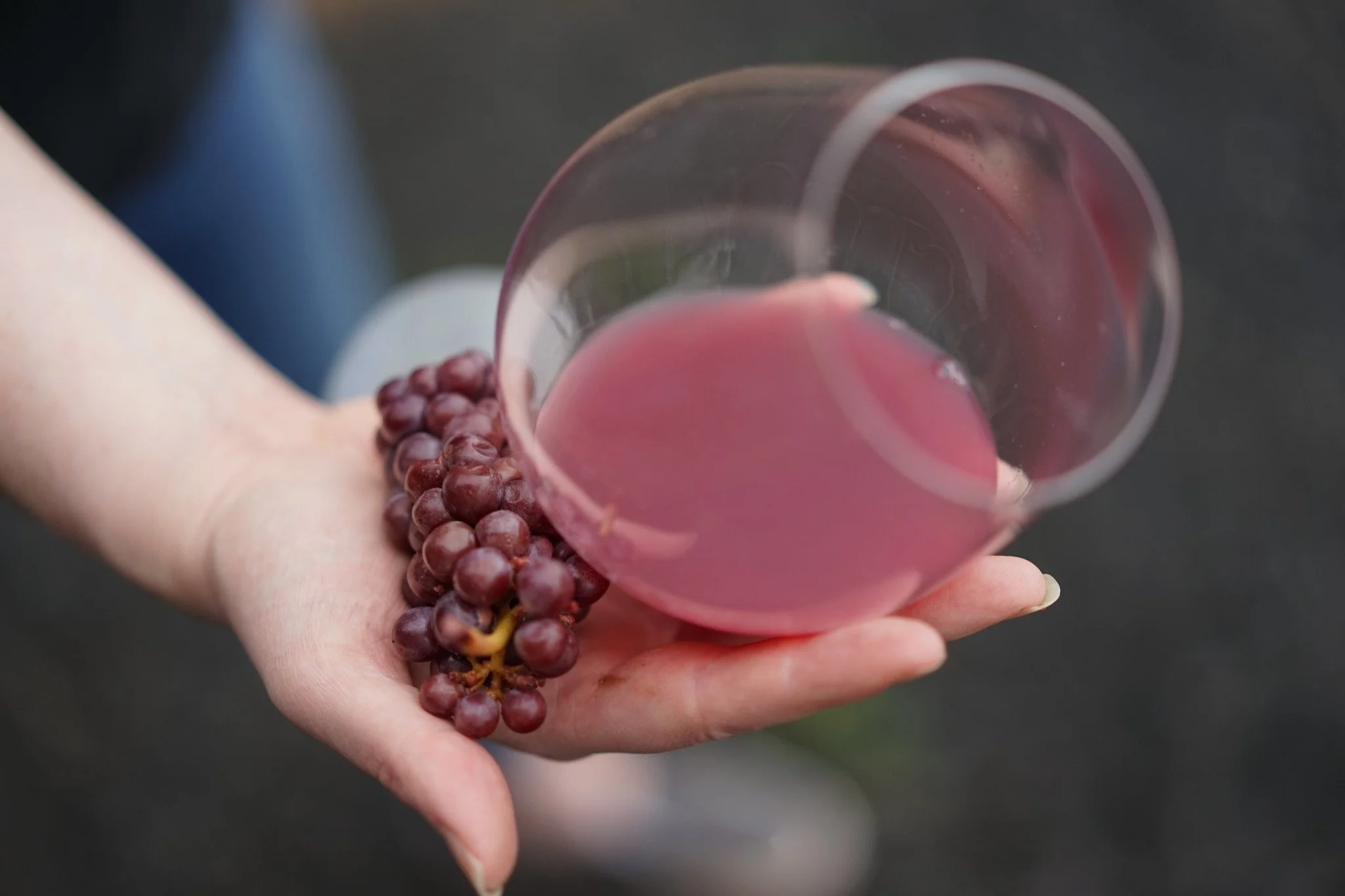 A hand holding a bunch of red grapes and a glass of red wine.