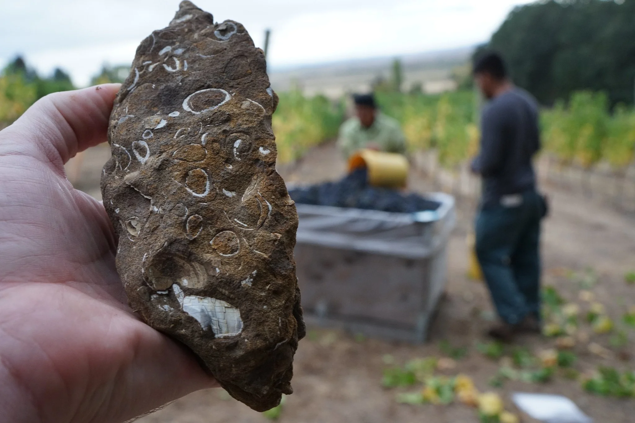 Close-up of a person holding a large, fossilized shell embedded in a rock, with a blurred background showing two men working in a field with plants.