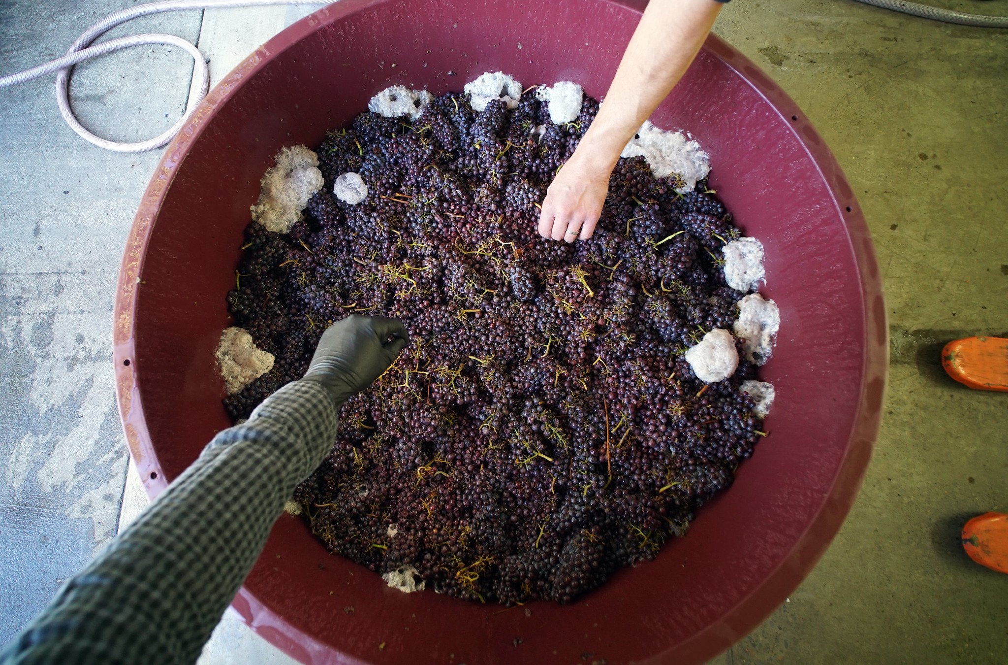 Two people sorting and harvesting black grapes in a large red bin, with one hand wearing a black glove and the other bare.