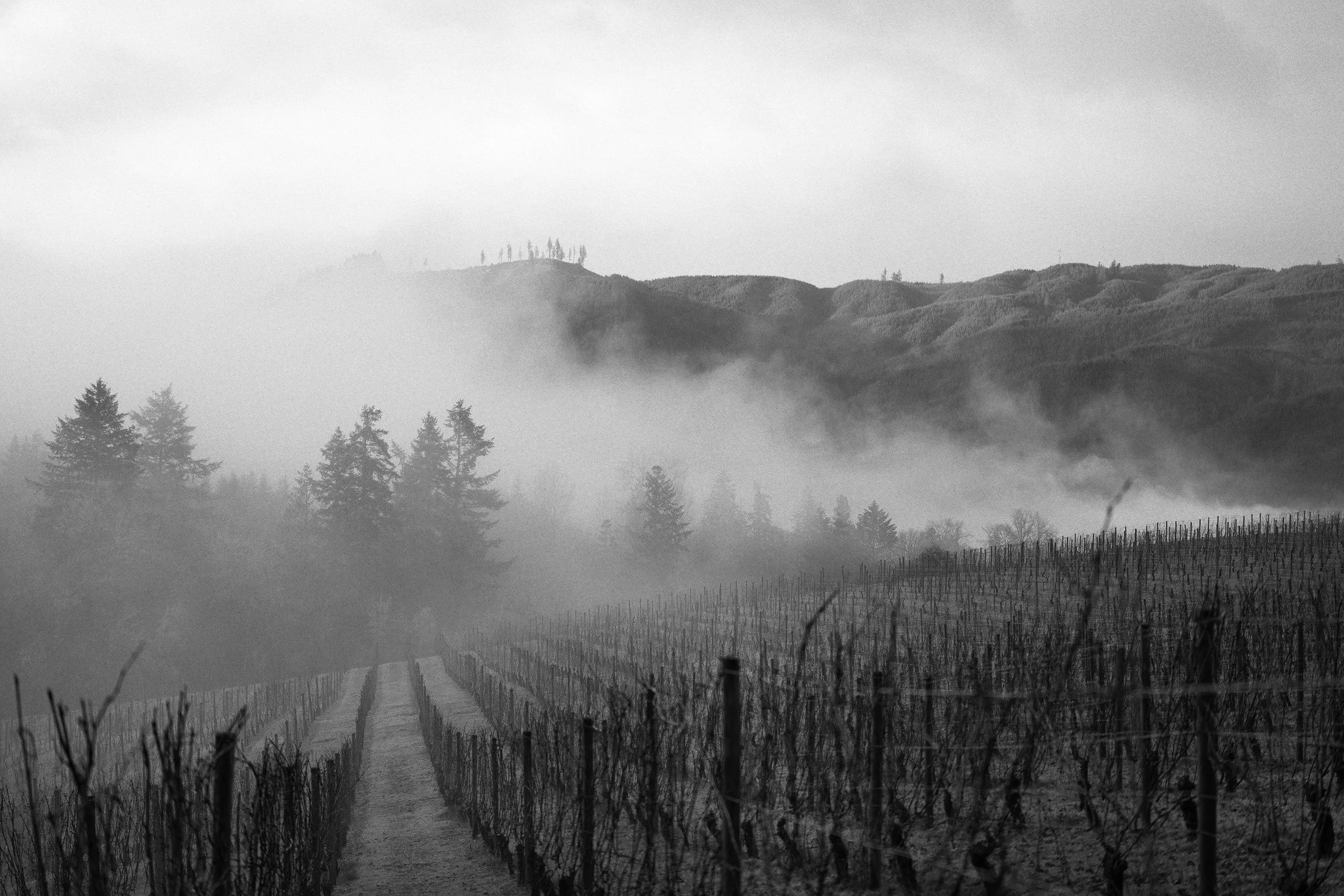 Black and white photo of a vineyard with rows of grapevines, foggy hills with trees in the background, and a cloudy sky.