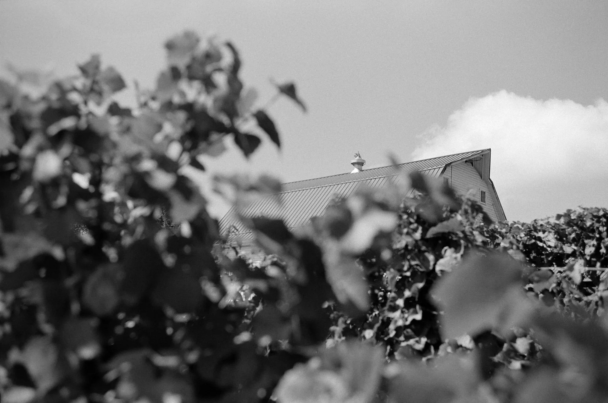 Black and white photo of a barn with a metal roof, partially obscured by out-of-focus leaves in the foreground, under a partly cloudy sky.