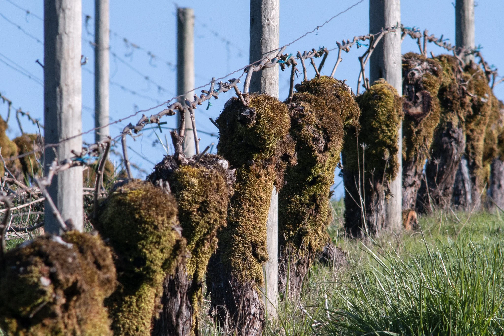 Close-up view of vine grape shoots covered with moss, supported by wooden posts and wire trellis against a blue sky.