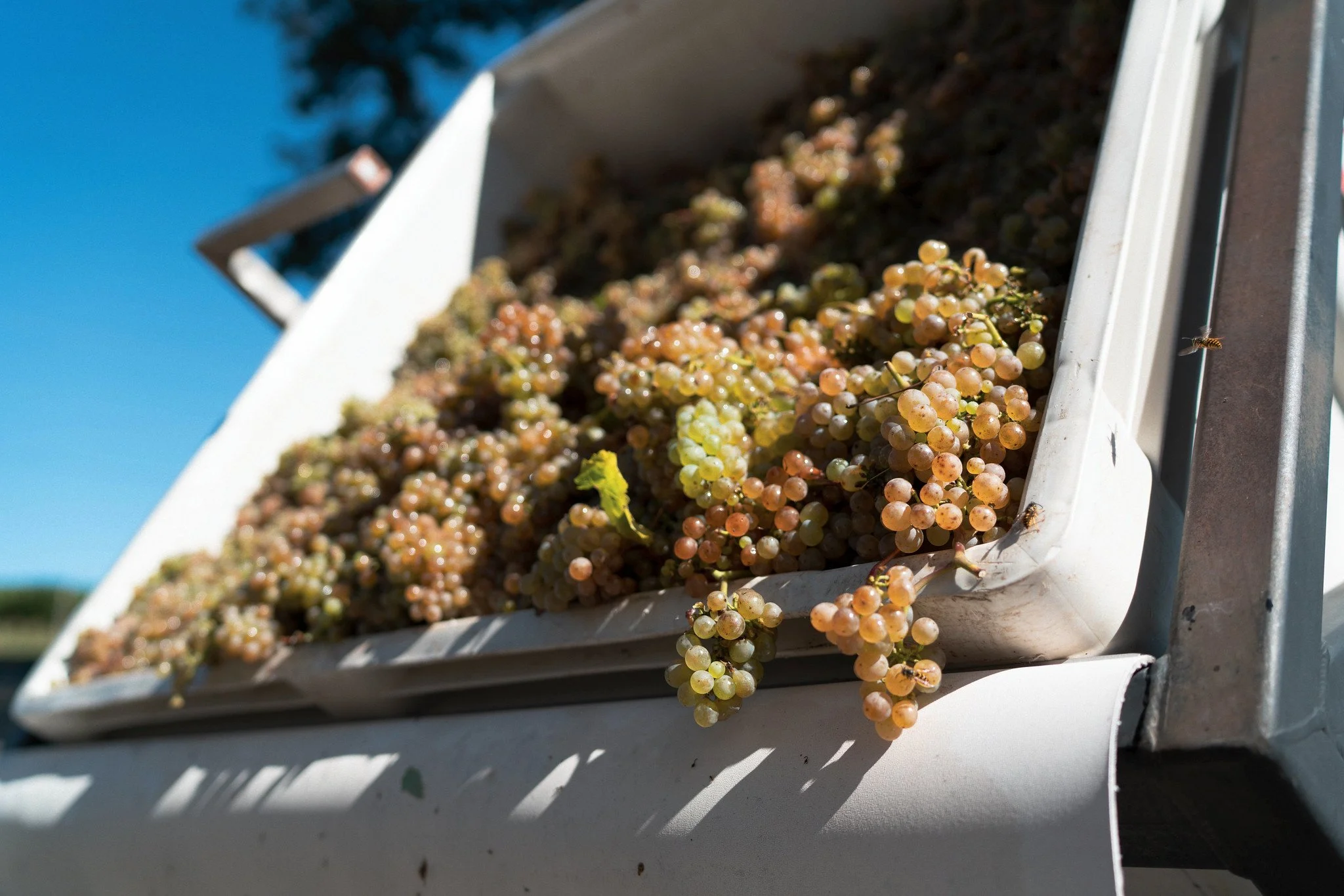 Grapes freshly harvested in a white container outdoors on a sunny day.