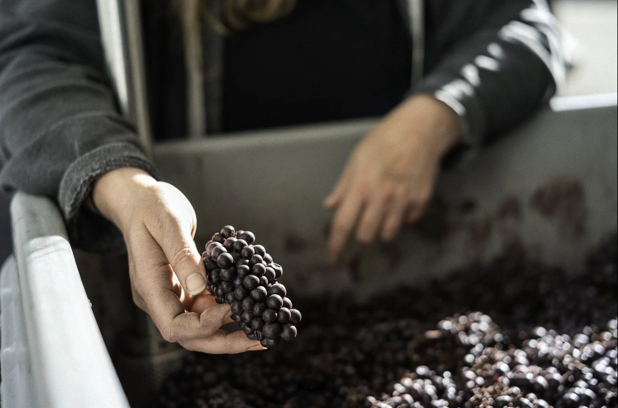 A person holding a bunch of dark purple grapes while standing over a large container of grapes during the grape harvest.