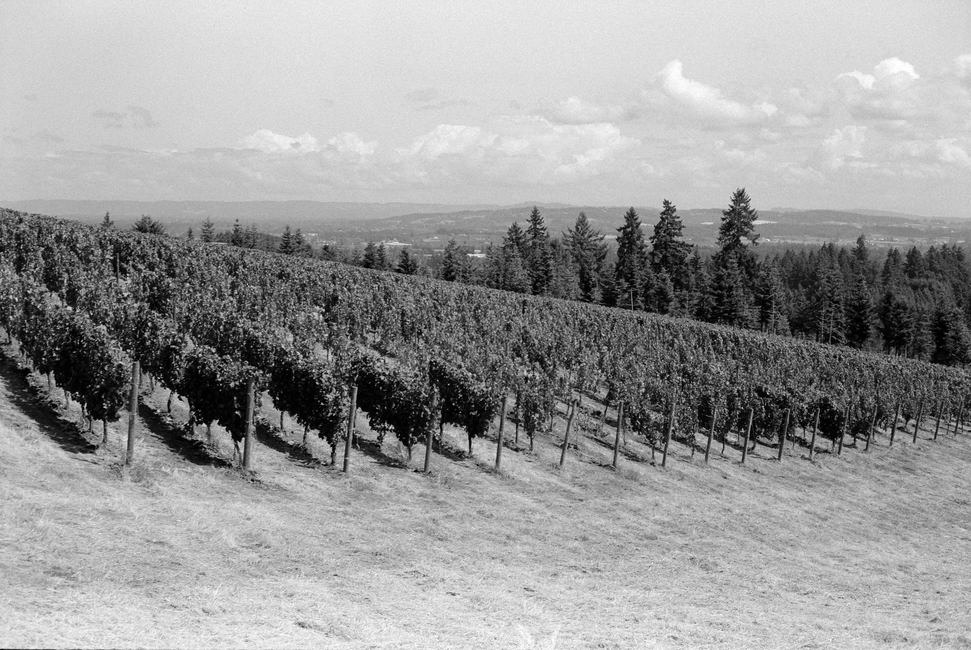 A black and white photo of a vineyard with rows of grapevines on a slope, surrounded by trees in the background and a cloudy sky overhead.