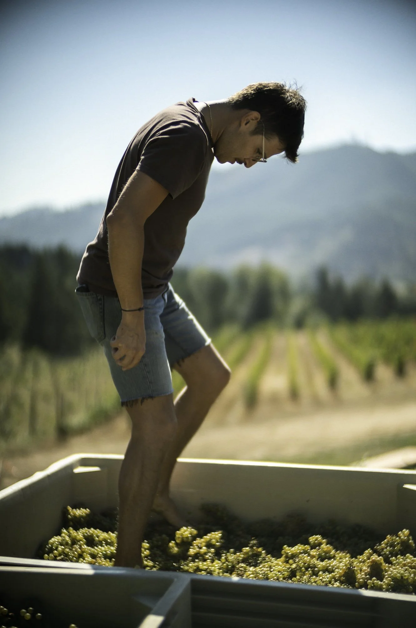 Young man standing in a tub of grapes outdoors during daytime, with a vineyard and mountains in the background.