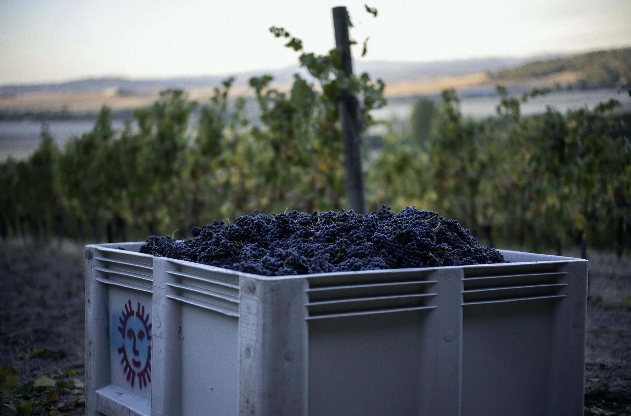 A white crate filled with pinot noir grapes freshly picked from our Silvershot vineyard.