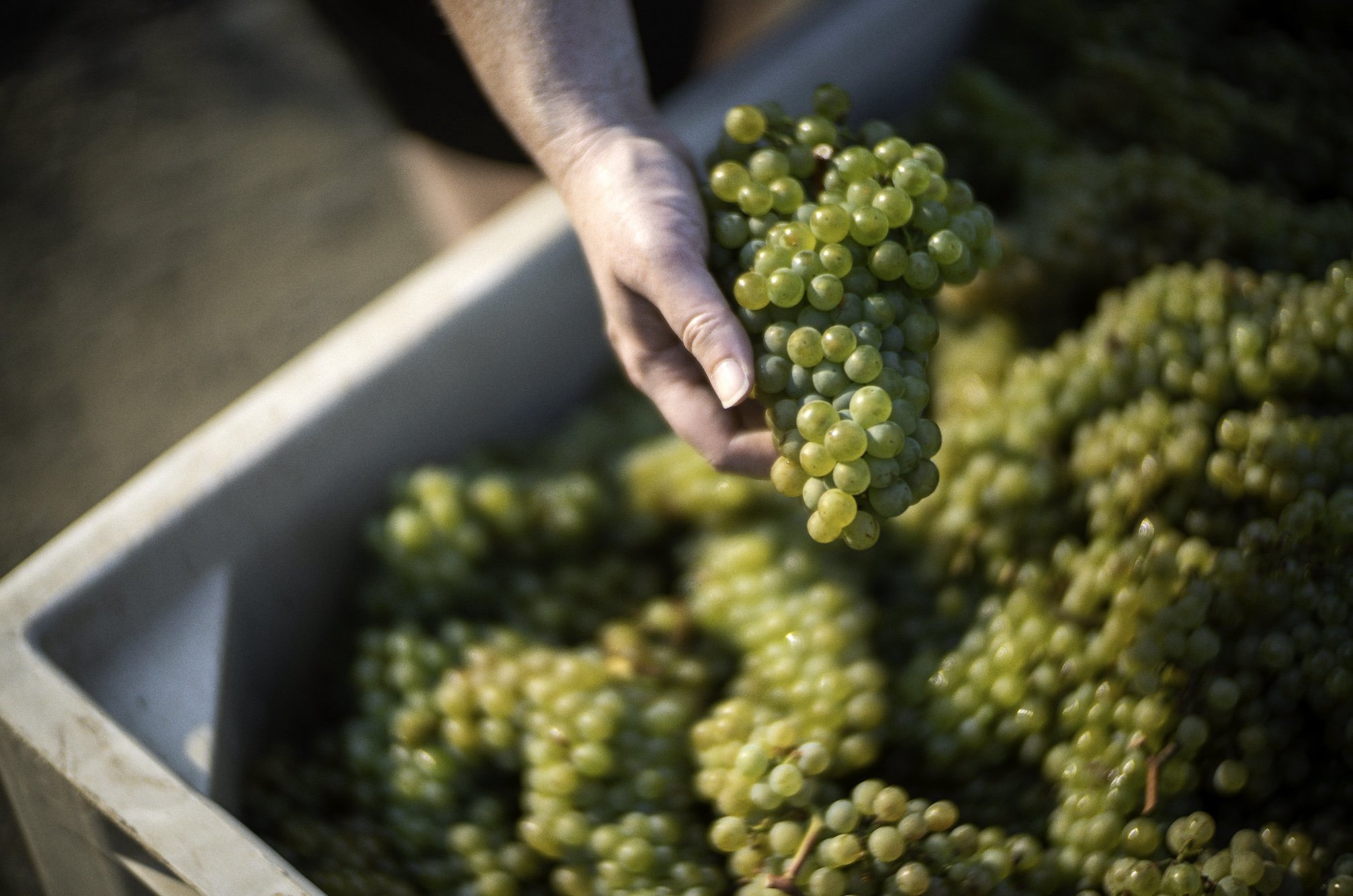 A person's hand holding a bunch of freshly harvested Chardonnay grapes above a container filled with more grapes.