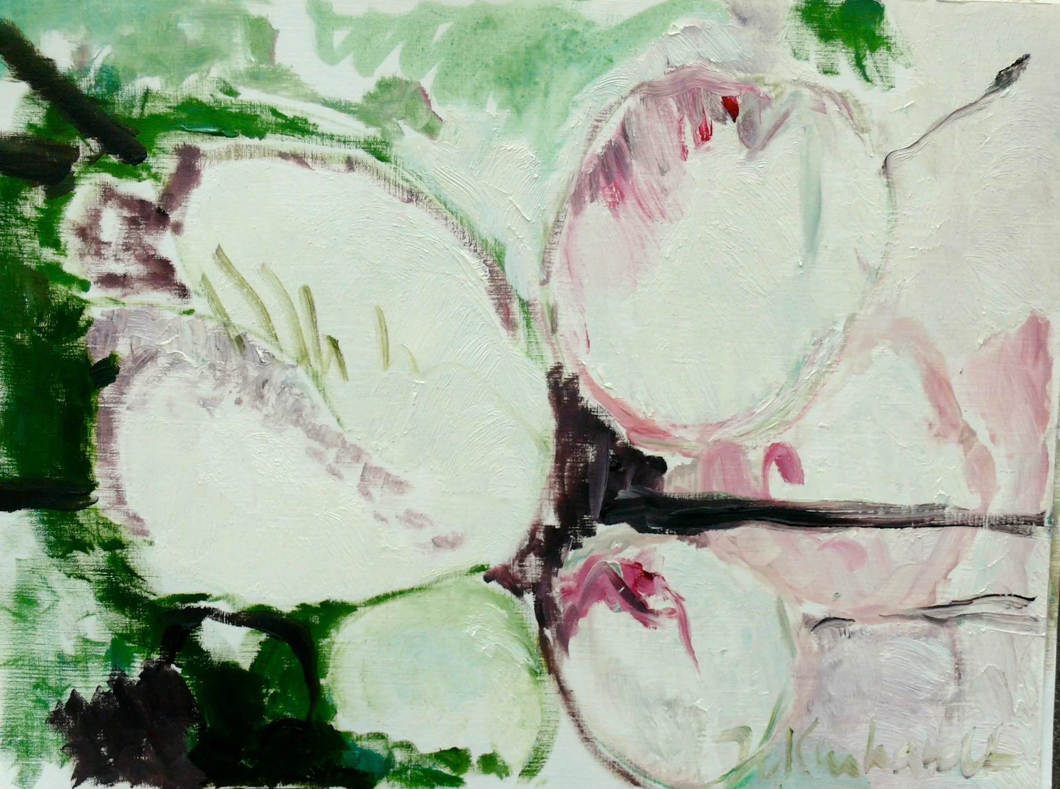 Kirschblüte, cherry blossom