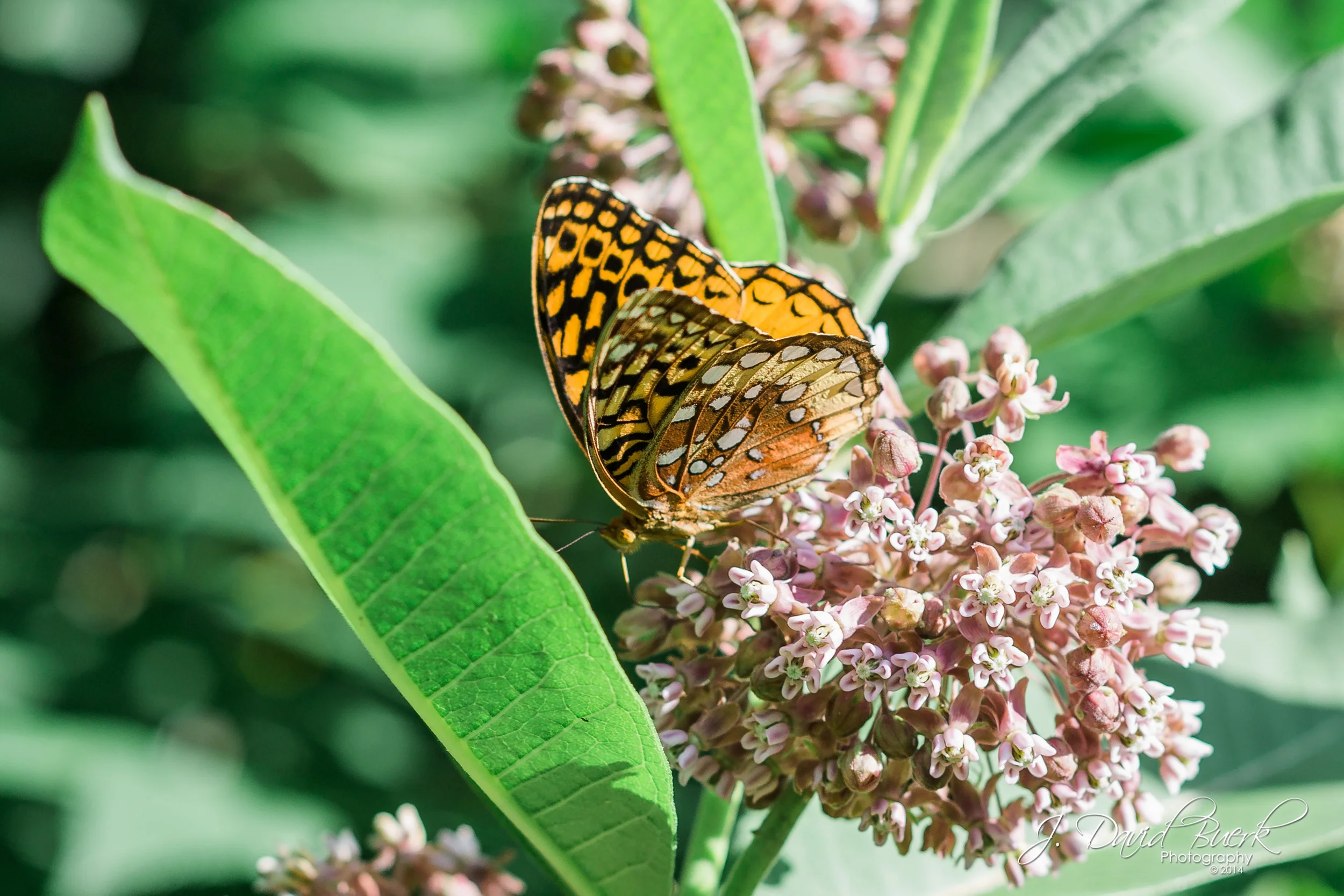 A butterfly spotted while hiking along the Appalachian Trail in the Shenandoah Mountains.