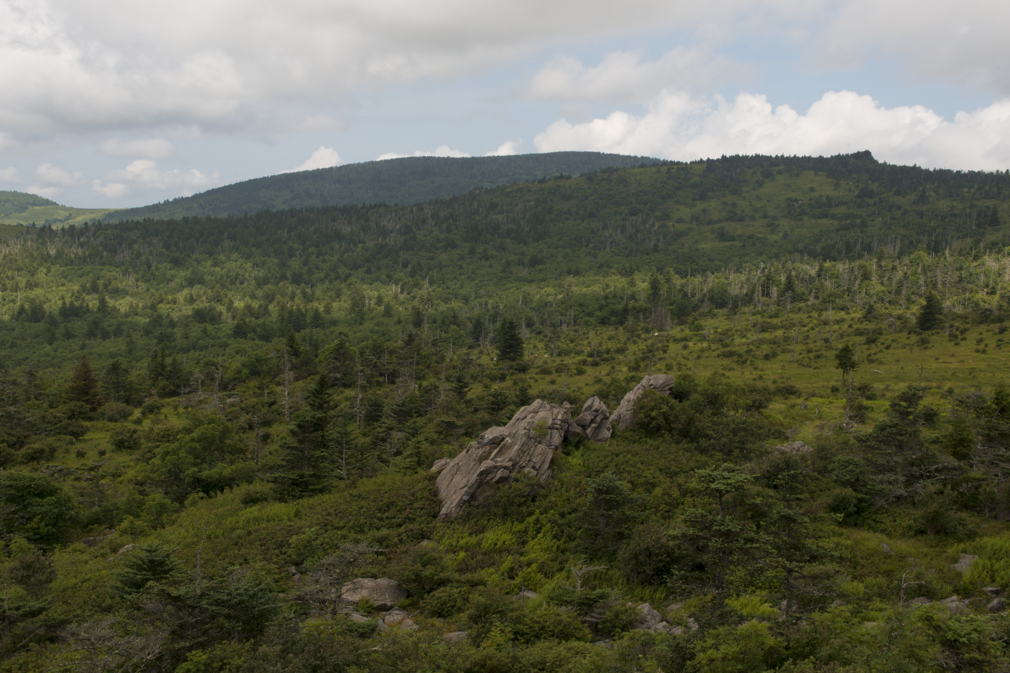 040_Mt_Rogers.jpg