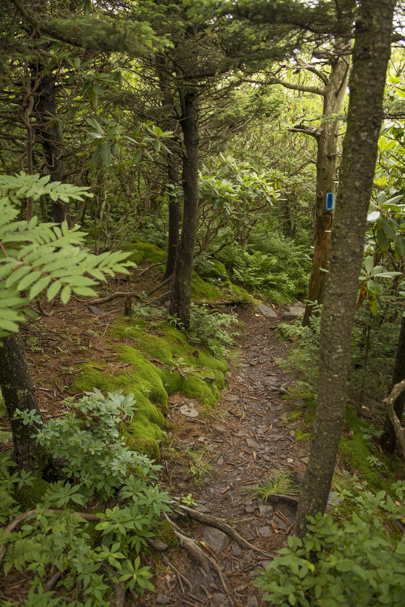 041_Mt_Rogers.jpg