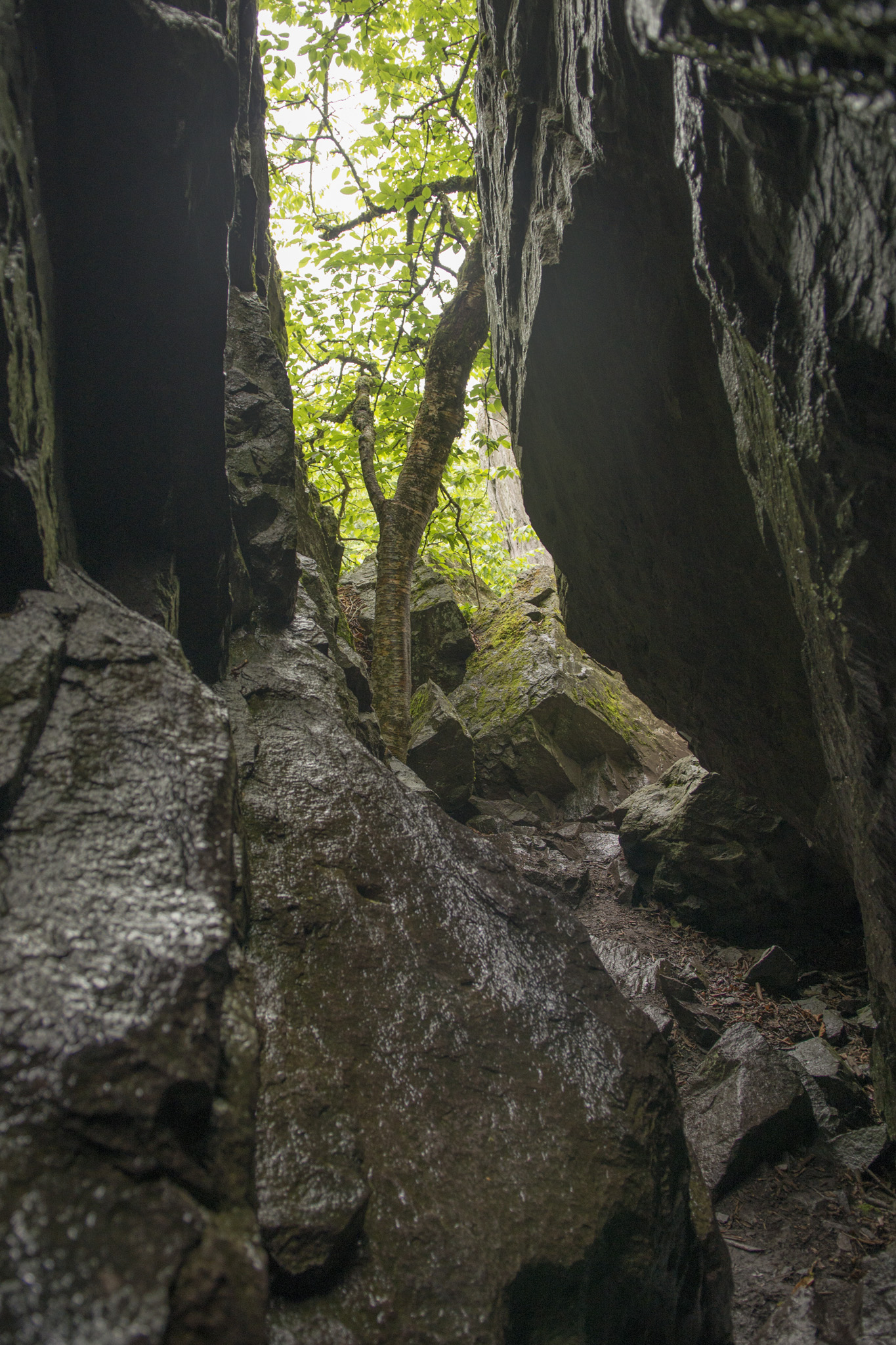 058_Mt_Rogers.jpg
