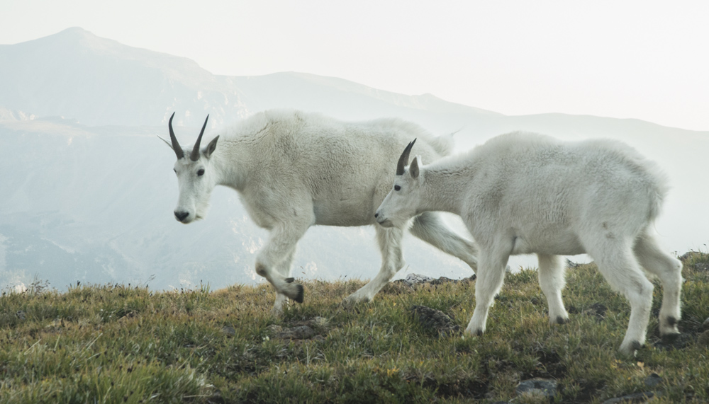 Grazing mountain goats
