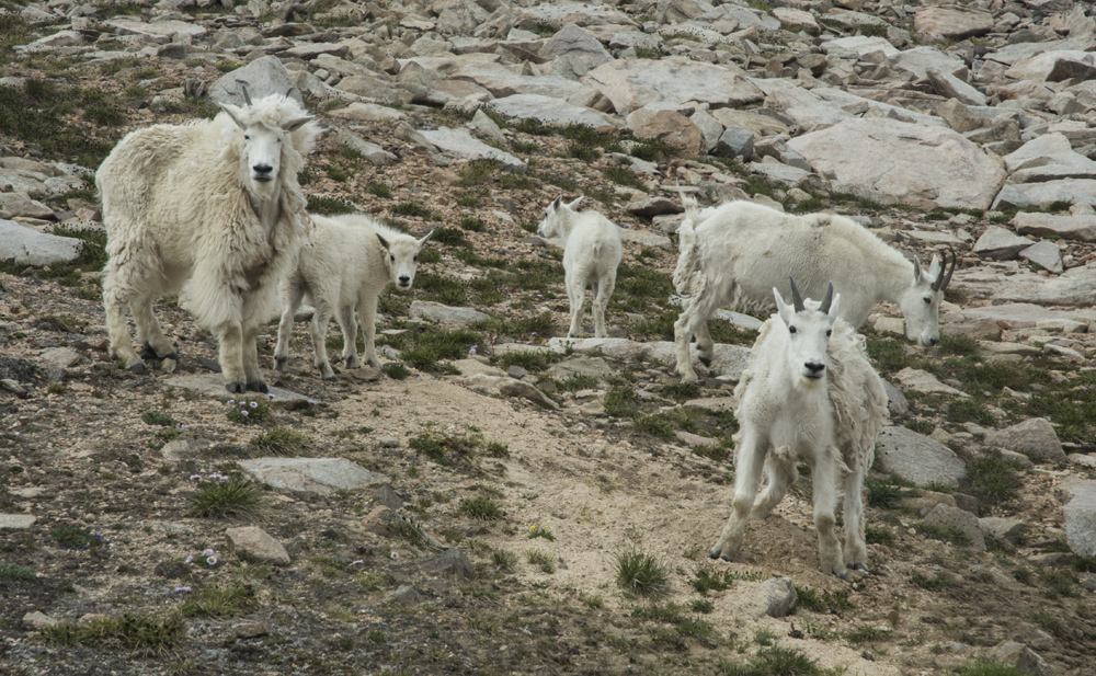 More mountain goats at high camp