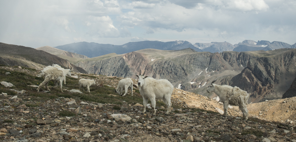 More mountain goats at high camp