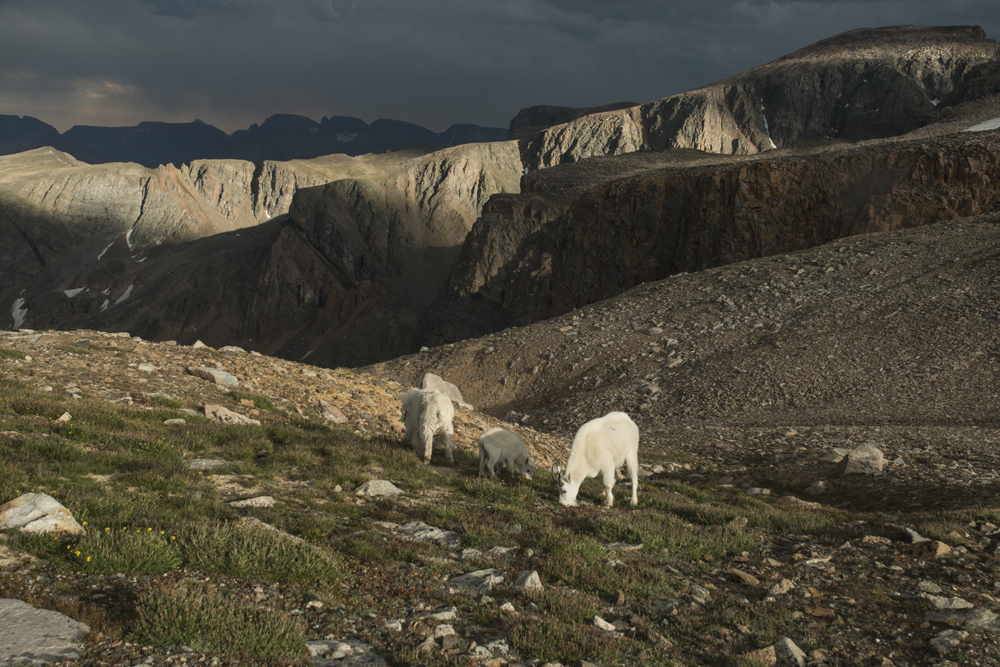 Mountain goats at high camp