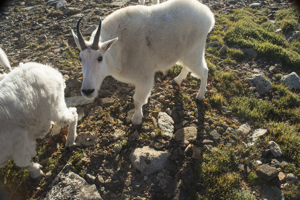 Stupid goat! Get out of the way!