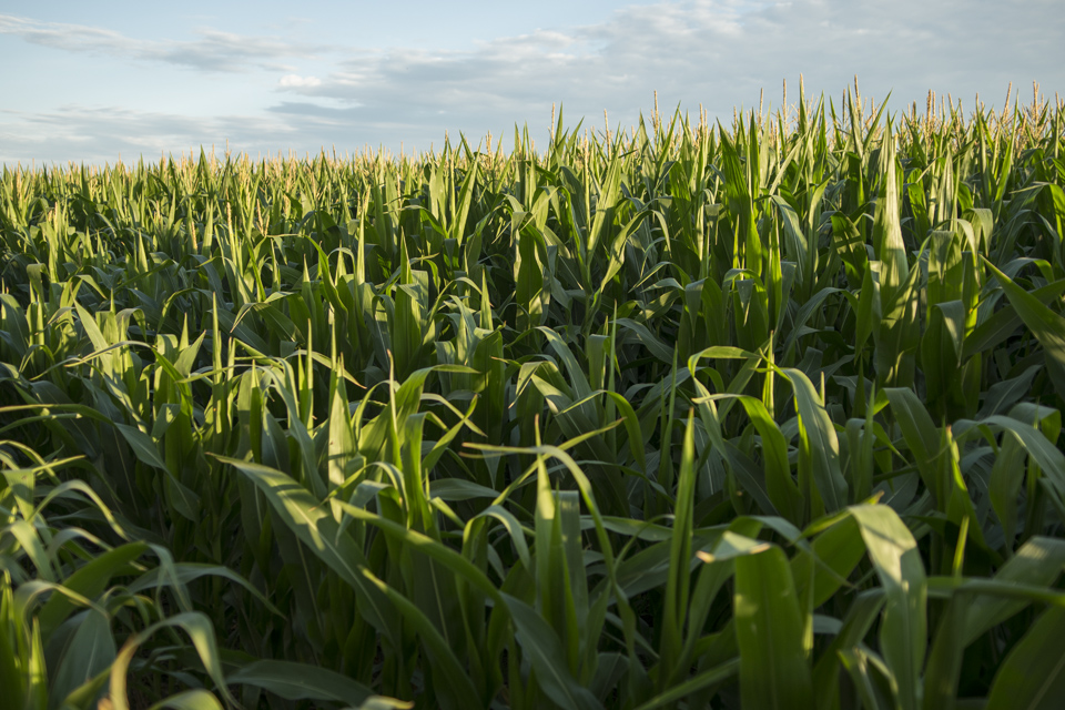 The view from my campsite, corn