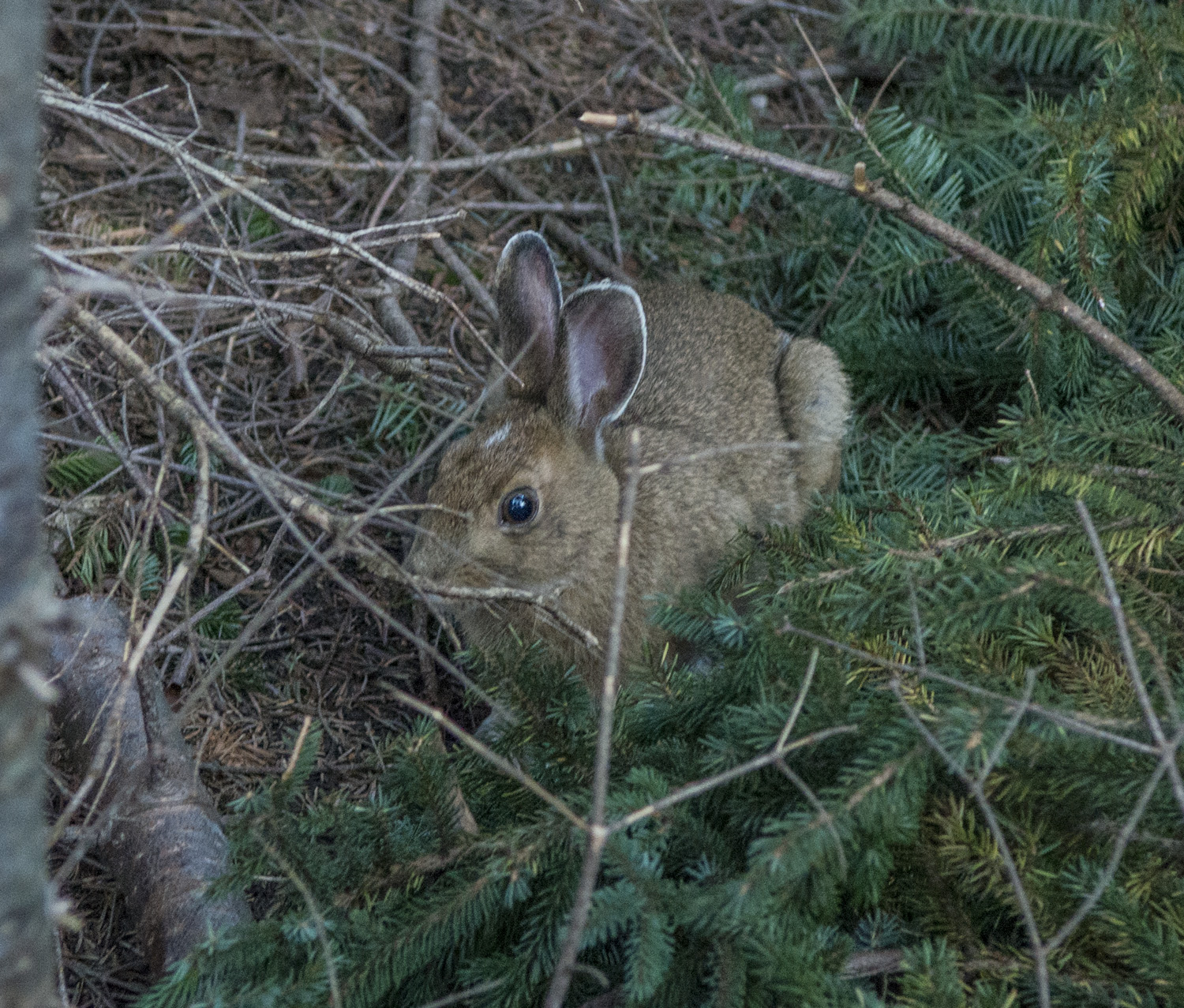 Rabbit near my lean-to