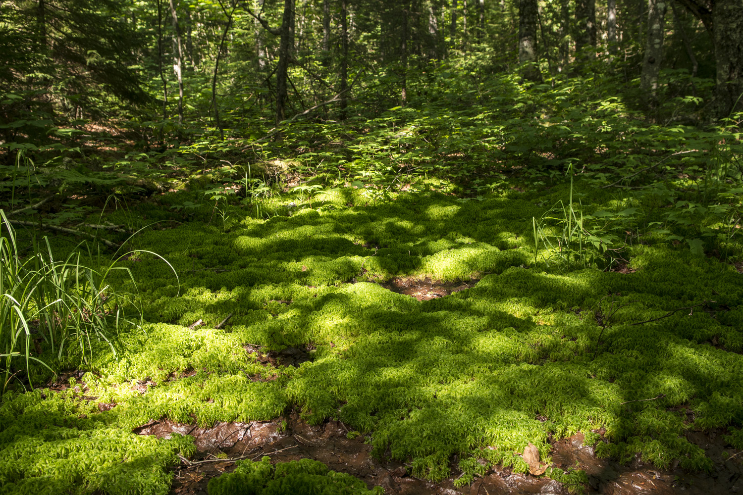 Along the trail to Sandy Stream Pond