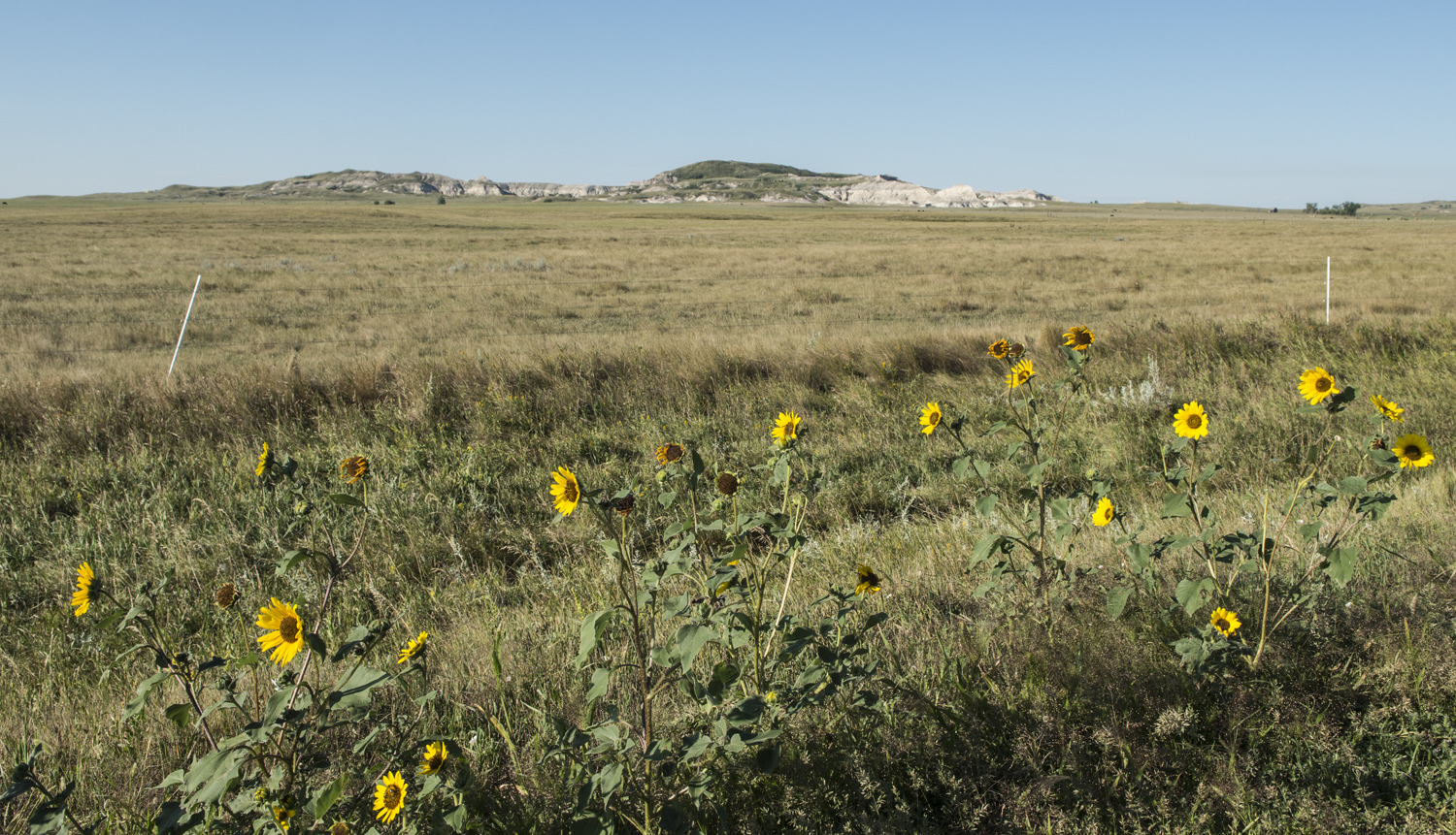 Sunflowers near White Butte