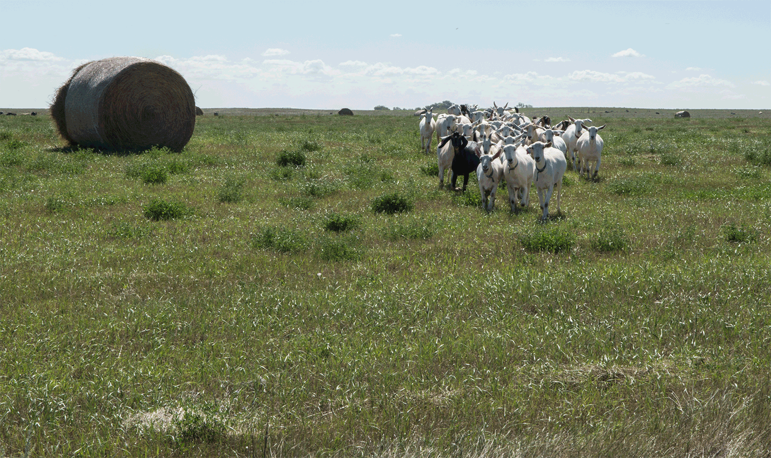 White_Butte_15a.gif