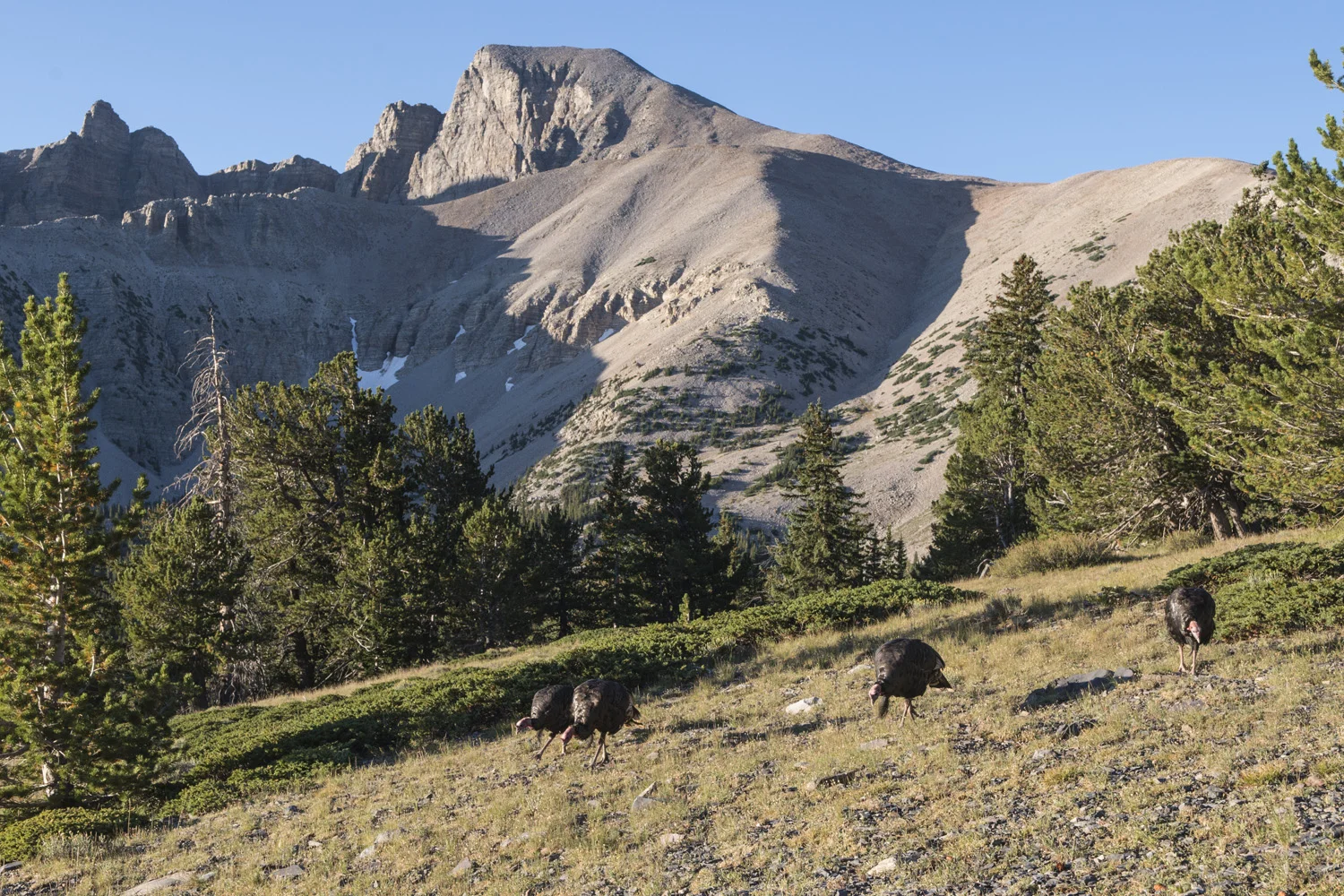 Wild turkeys on the trail to Wheeler Peak.