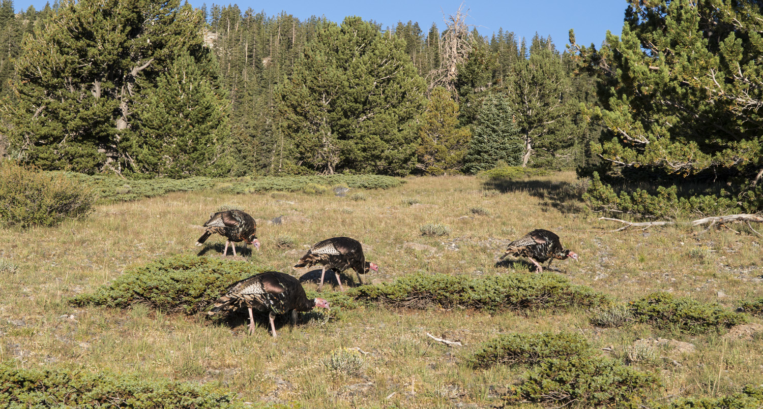 Turkeys near Stella Lake