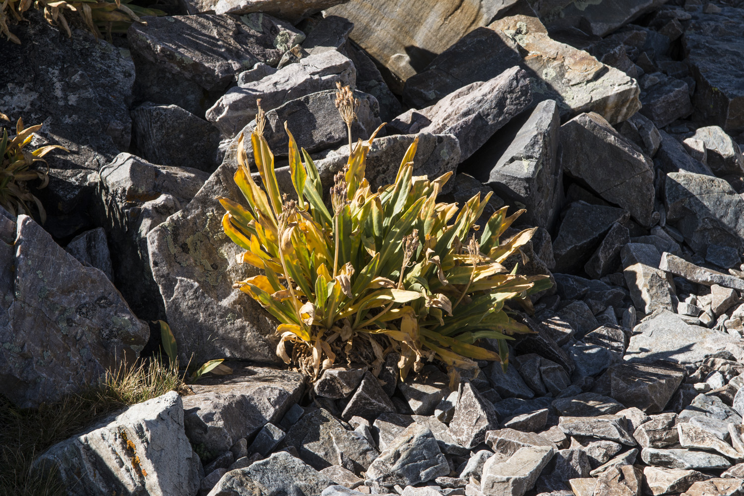 Signs of life amongst the rocks