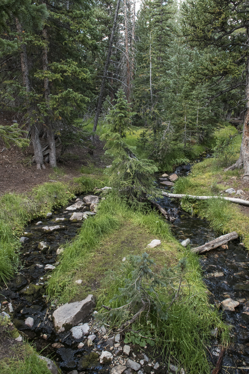 Back in the woods near camp