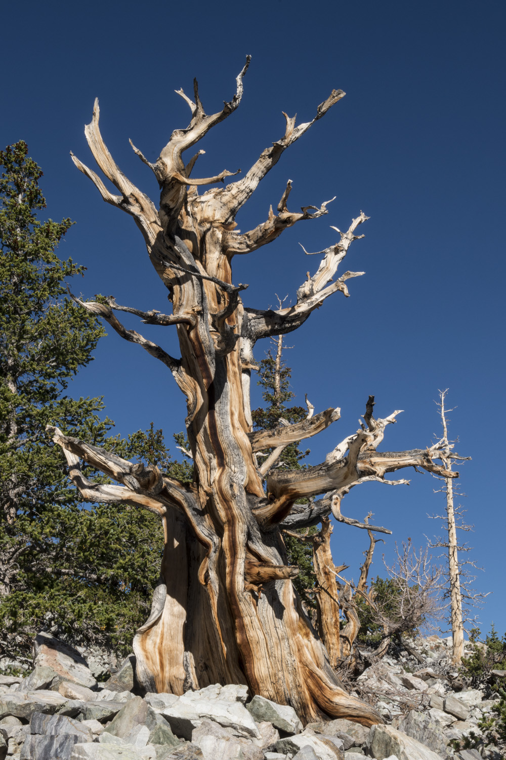 Bristlecone Pine