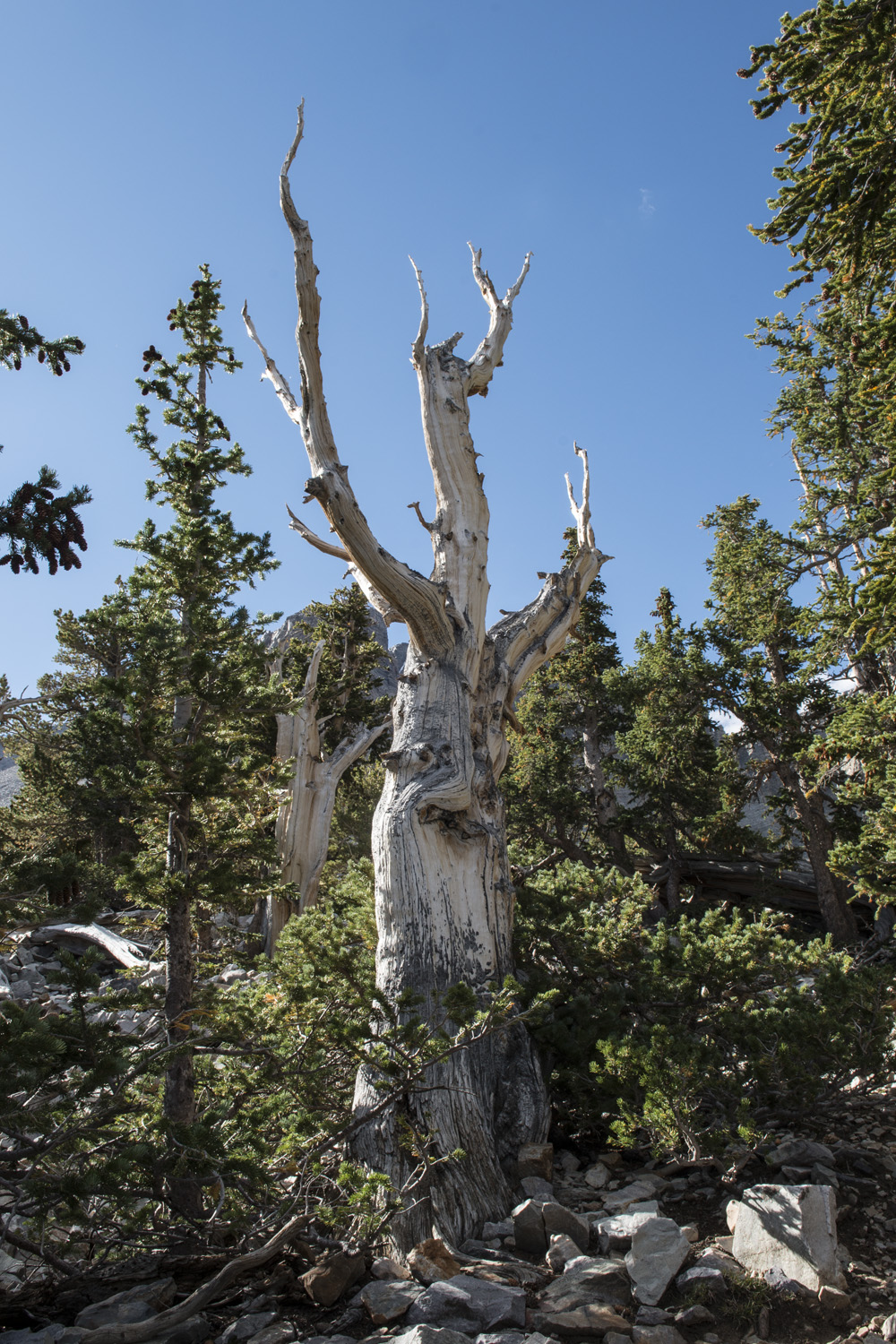 Bristlecone Pine