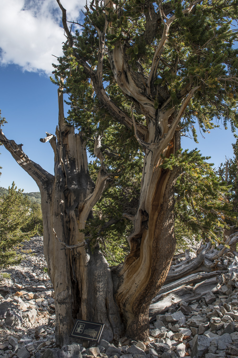 Bristlecone Pine