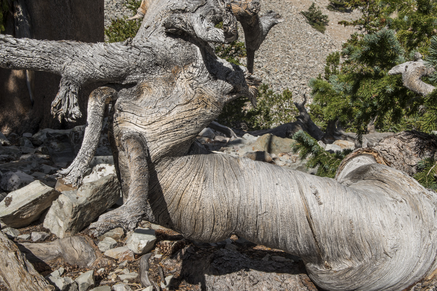 Bristlecone Pine
