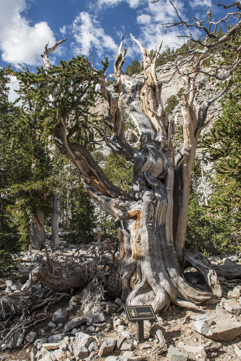 Bristlecone Pine